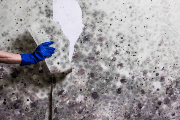 Best Post-Flood Mold Remediation in Hialeah Gardens, FL